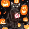 justadogandcatmom