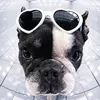lola_the_dancing_frenchy