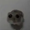 kiramendadog