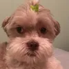 popthotica