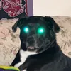 _ham28_