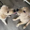 maneaterrrr1