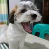 meisyouian