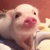 papipupepo