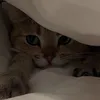 distralalalaa