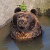 that_silly_bear