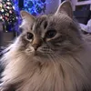 mischathecat