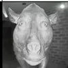 jowiththebigtoe
