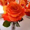 lillysilly02