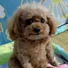 misscinnamonrolls