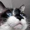 samvie_vox