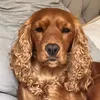 coopidycoopthecocker