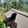 dewi_farm