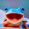 rebelfroggy
