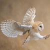 athenathebarnowl