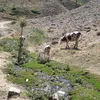 amed_12211