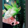 mont_m04