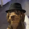karlinoll