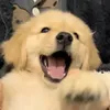 yenrigt