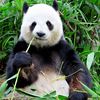 pandamonium8008