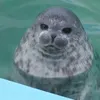 iwke