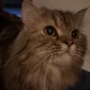 nlfzhra