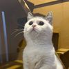 BRITISH SHORTHAIR MALANG