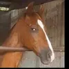 bennytietjen