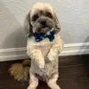 winstonthesittingdog