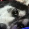 cucumbercof