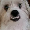Fredy_shihtzu