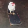 chickensandwich88