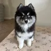 pomskycoco