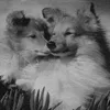 catdogpuppylive