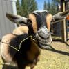 crazy goat lady