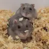 hamsters_holidays