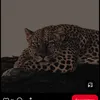 mlllllmhhh