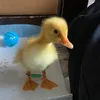 ameliadidonato