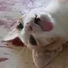chiskik__