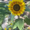 gardenwithme6a