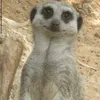 gilthemetzil