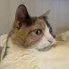 gemmaleonii