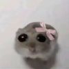 soapyloafy0.0