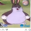 chungus.fungus.ungus