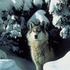 wolflover7077