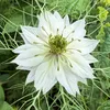 m.atana