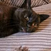 gatokittin