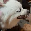 rachellamgido