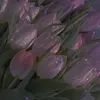 nonamexdxrxccsse