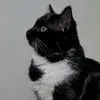 purrrffectt